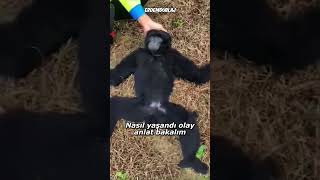 Bi' Maymuna Asla Bulaşmamalısın