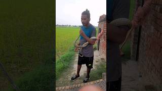 Animal movie song theme song /Dhaman rescue /Rat snake rescue/#shorts #youtubeshorts #viral video