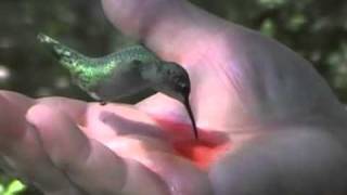 REAL VIDEO CLIPS  hand feeding a hummingbird through my bedroom window Collected by Rashid Siddiqi evergreenpeople@yahoo com