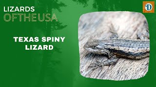 TEXAS SPINY LIZARD