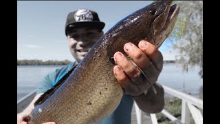 How to Fish with Shiners - Live Bait