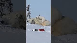 Is Polar Bear Stronger Than A Grizzly Bear