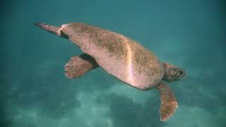 Male loggerhead at Gnaraloo Bay