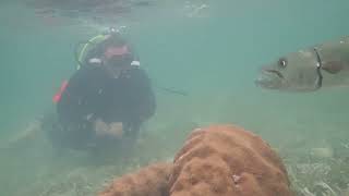 Barracuda Staring Contest