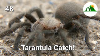 Halloween Special 2019: The Texas Tan Tarantula! (4K)