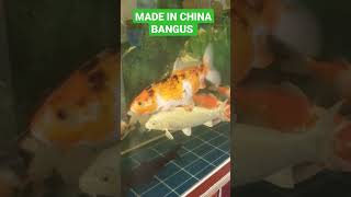 SA CHINA IBA-IBA ANG KULAY NG BANGUS, PAANO NILA ITO NAGAGAWA?