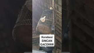 kerabasi alis hitam Sincan gacor #Kerabasi #kerabasialishitam #sincankerabasi #kicaumania