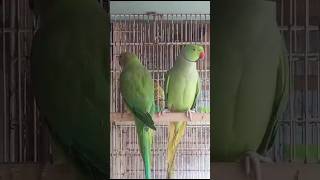 Ringneck breeder pair #birds #nature #beautiful #ringneckparrot #ringnecktalkingparrot #ringneck