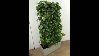 Indoor plants🌱 || Top 10 best indoor plants🌱 ||Hanging plants ideas #short