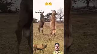 कमाल के जानवर 😲🔥 Amazing animals 👌😯 #shorts #animals #janwar #wilds #collectwilds