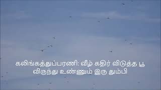 தமிழ் இலக்கியங்களில் தும்பி