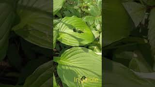 Hosta Invincible. Host varieties. Garden in the forest #shorts #hosts #Invincible #hosts Medium