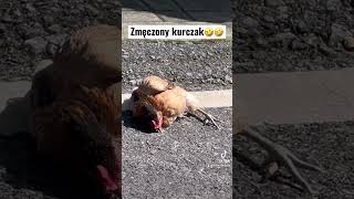 ZMĘCZONY KURCZAK 🐔🐓🤣🤣 AUTENTYCZNA SYTUACJA NAGRANA NA PHUKET😅 SUBSKRYBUJ ✅ #shorts #tiktok