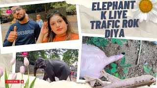 Elephant K Lie Ruki Traffic | Herbal Nursery | Vlog # 14