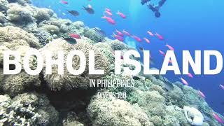 다이버스 주의 혼자 떠난 필리핀 보홀 발리카삭 다이빙 여행 in go2dive resort! Joo divers diving tour Philippines BOHOL island