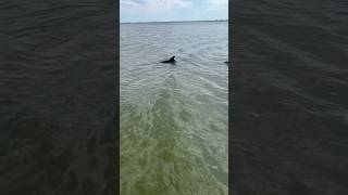 Wild Dolphins Giving Us a Show Up Close #outdoors #nature #shorts #dolphin #florida #ocean #vacation