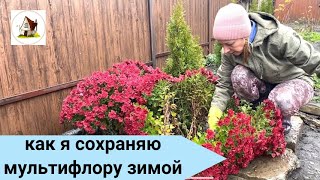 Как я сохраняю хризантемы мультифлора зимой. Туманное утро на Старой Даче. Архив 17 ноября 2023.