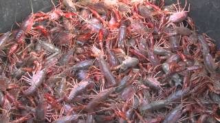 Grown on the Bayou | Crawfish