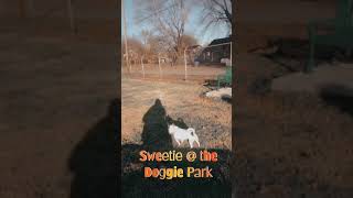 Sweetie at the dogpark