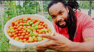 harvesting cherry tomato Late September