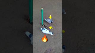 Pigeon trap | bird trap | easy bird trap #shorts | #youtubeshorts - #ytshorts