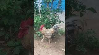 பாம்பு முட்டைன்னு தெரியாம பஞ்சாயத்து பண்ண வந்துட்டான் 🐓🐔 #funny_chicken #kozhi_koothugal #funny 😂🤣😅