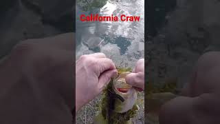 Bass fishing springtime shake yum dinger style🧂