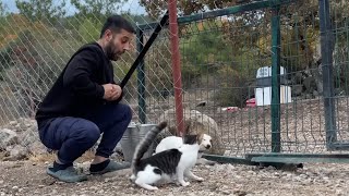 MIRMIR KÖPEKLERE ADAPTE OLMAYA BAŞLADI