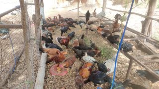 New Mini Cage Making Process Going On For Mid Range Chicken - தமிழில்