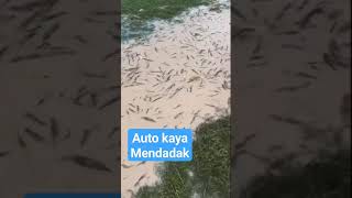 ketemu rawa penuh udang galah...tinggak serok