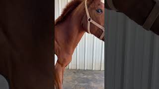 LOOK AT HIS REACTION TO GETTING PEMF BODYWORK 🐴 ⚡️❤️#pemf #horses #equestrianlife