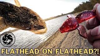 I caught a FLATHEAD… on a FLATHEAD?!