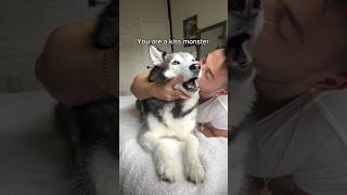 Husky’s HILARIOUS Reaction to Being Kissed