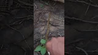 common kukri snake ||  Rescue by snake library Team. in phusro Bokaro