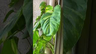 Wanna know secret about big money plant leaves #shorts @arunscreation