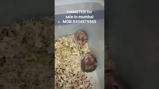 hamster for sale in mumbai | #pets #hamsterbabies #mumbai #crowfordmarket best price