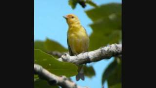 Western Tanager