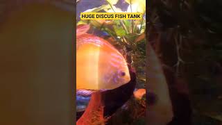 Epic Discus Fish Tank Showcase! 🐠#DiscusFish#AquariumGoals #ExoticFish #AquariumLife #ColorfulDiscus