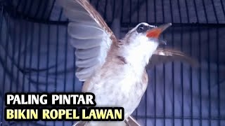 trucukan gacor EMOSI ROPEL PANJANG pancingan trucukan agar bunyi JADIKAN burung trucukan gacor NYAUT