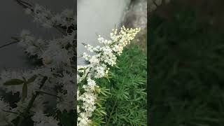 asparagus flower