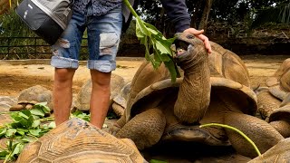 Majestic Giants: Feeding and Petting Huge Land Turtles