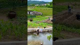 Desa yang indah, suasana sejuk alami#nature #village  #scenery