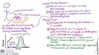 Skeletal Muscle Contraction