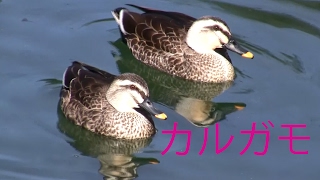 2017年 カルガモさん薄氷の張った池でも元気 Full HD　Ducks in the pond