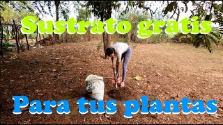 Las hojas secas NO SON BASURA| La composta más natural del mundo