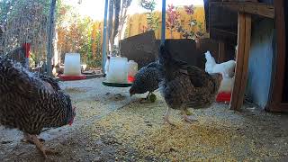 Chickens Hens Roosters Sounds Noises Clucking Relaxing Video!