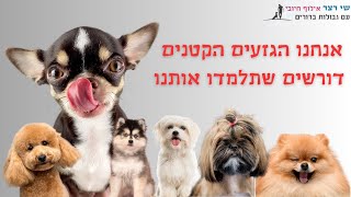 פודל? שיצו? מלטז? פומארניין? יש לכם כלב מגזע קטן אחר?