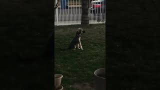 I caught Fletcher being silly with an empty flower pot!  🐶 #shorts