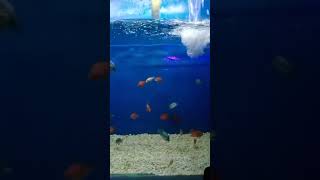 Types of fish | under water tunnel | sampoorna nand Sanskrit viswa vidyalaya #fish #aquarium