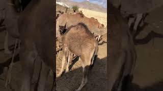 Female camels five baby #camel #animals #youtubeshorts #youtube #goat #viralvideo